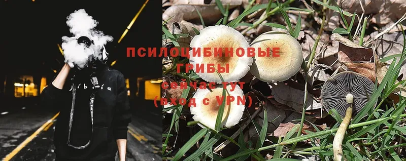 дарк нет состав  наркотики  Лянтор  Псилоцибиновые грибы Psilocybe  mega ссылка 